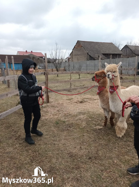 Dilusiowe Alpaki najlepszym sposobem na ponure dni