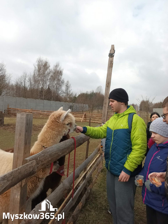 Dilusiowe Alpaki najlepszym sposobem na ponure dni