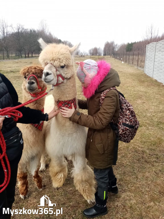 Dilusiowe Alpaki najlepszym sposobem na ponure dni