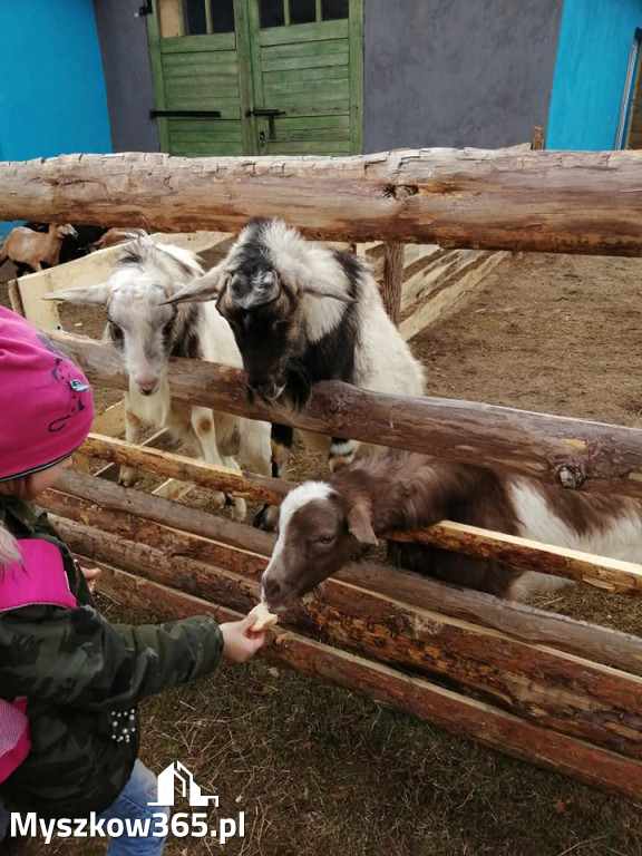 Dilusiowe Alpaki najlepszym sposobem na ponure dni