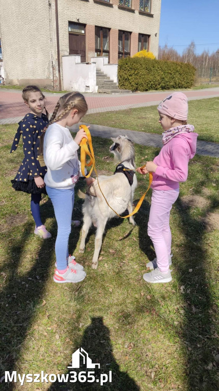 Dilusiowe Alpaki najlepszym sposobem na ponure dni