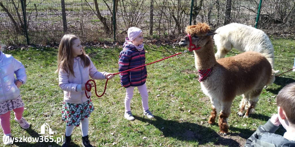 Dilusiowe Alpaki najlepszym sposobem na ponure dni