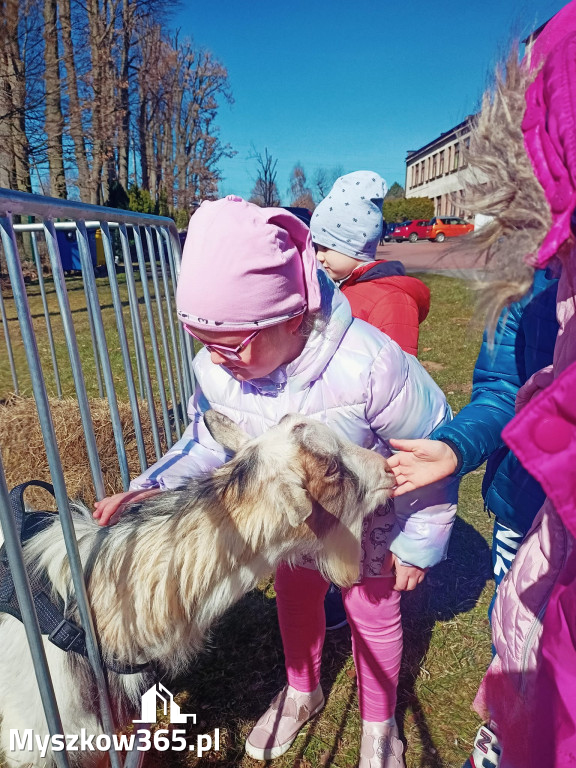 Dilusiowe Alpaki najlepszym sposobem na ponure dni