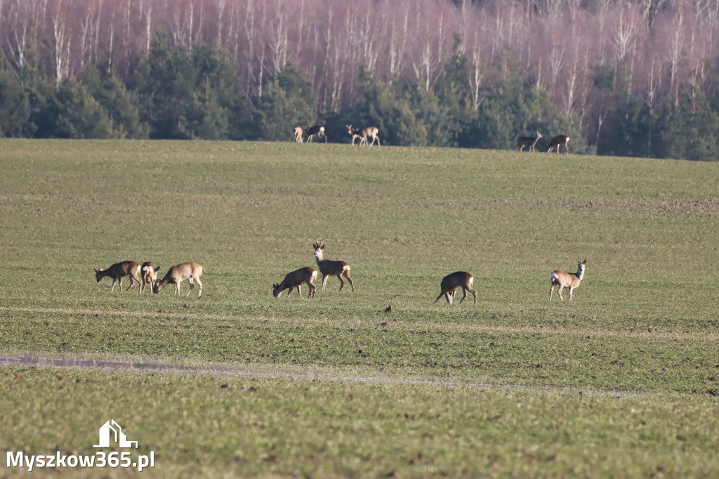 Fotorelacja - powiew wiosny w Myszkowie