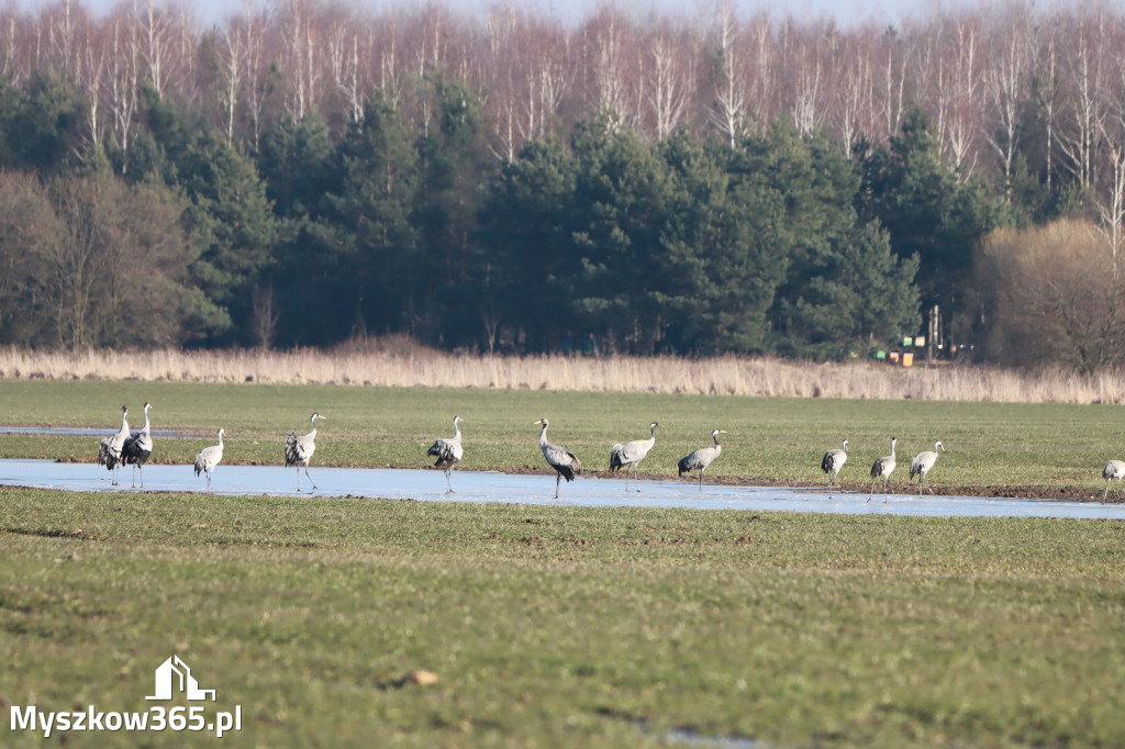 Fotorelacja - powiew wiosny w Myszkowie