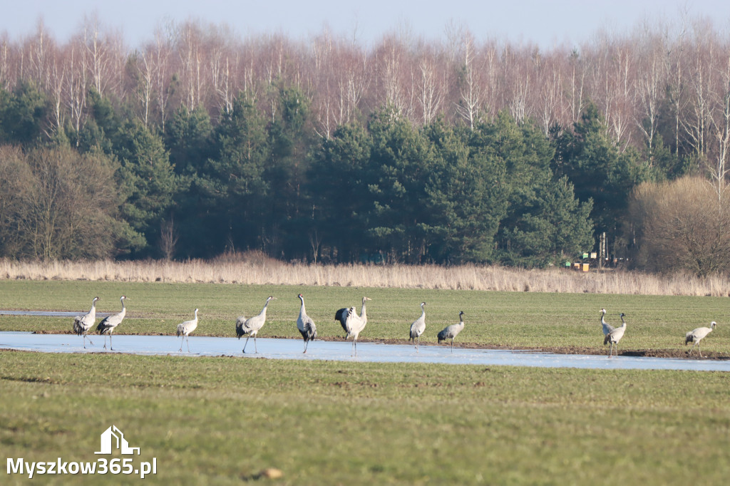 Fotorelacja - powiew wiosny w Myszkowie