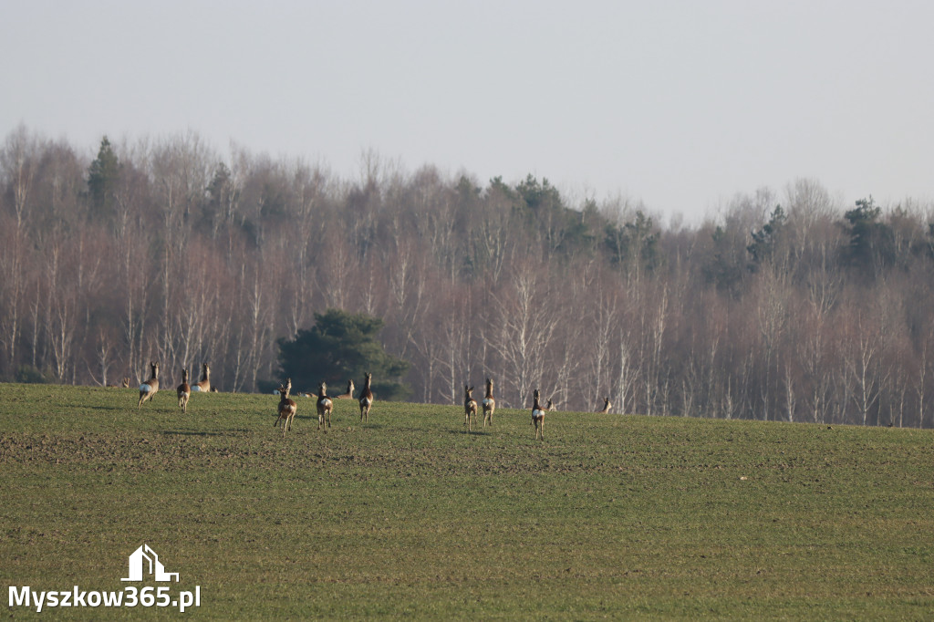 Fotorelacja - powiew wiosny w Myszkowie