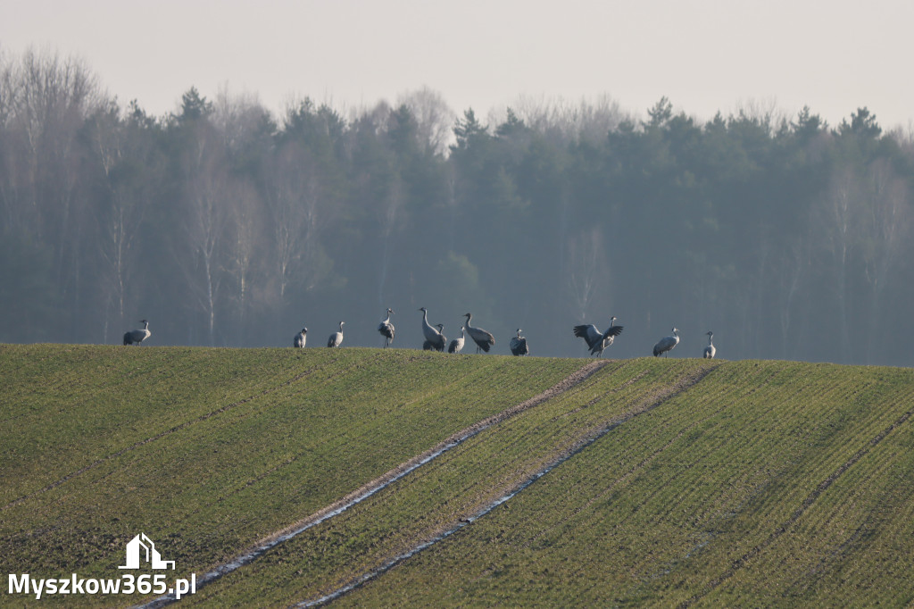 Fotorelacja - powiew wiosny w Myszkowie