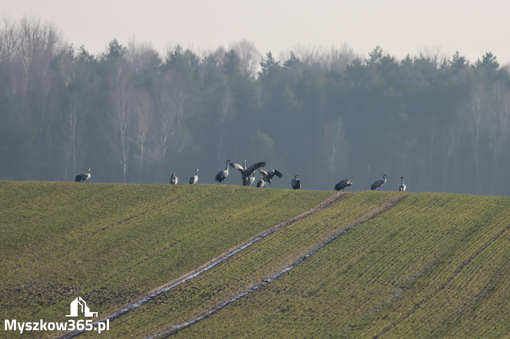 Fotorelacja - powiew wiosny w Myszkowie