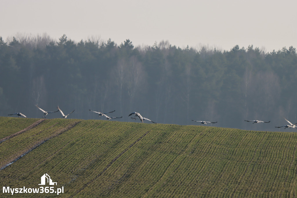 Fotorelacja - powiew wiosny w Myszkowie