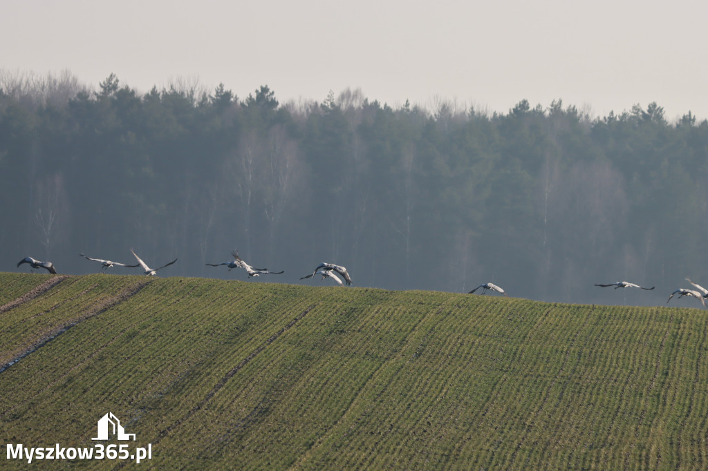 Fotorelacja - powiew wiosny w Myszkowie