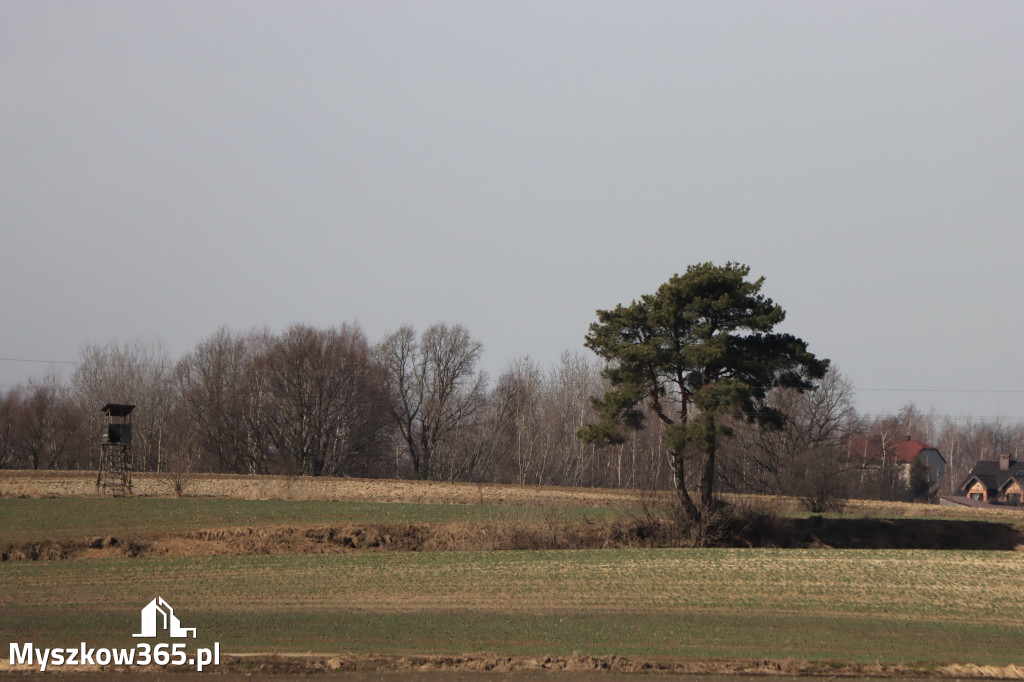 Fotorelacja - powiew wiosny w Myszkowie