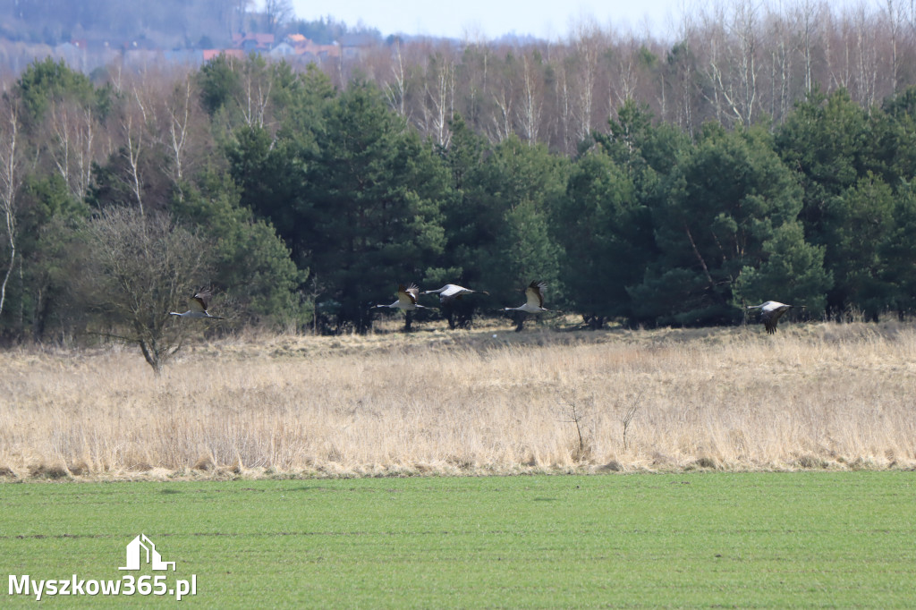 Fotorelacja - powiew wiosny w Myszkowie