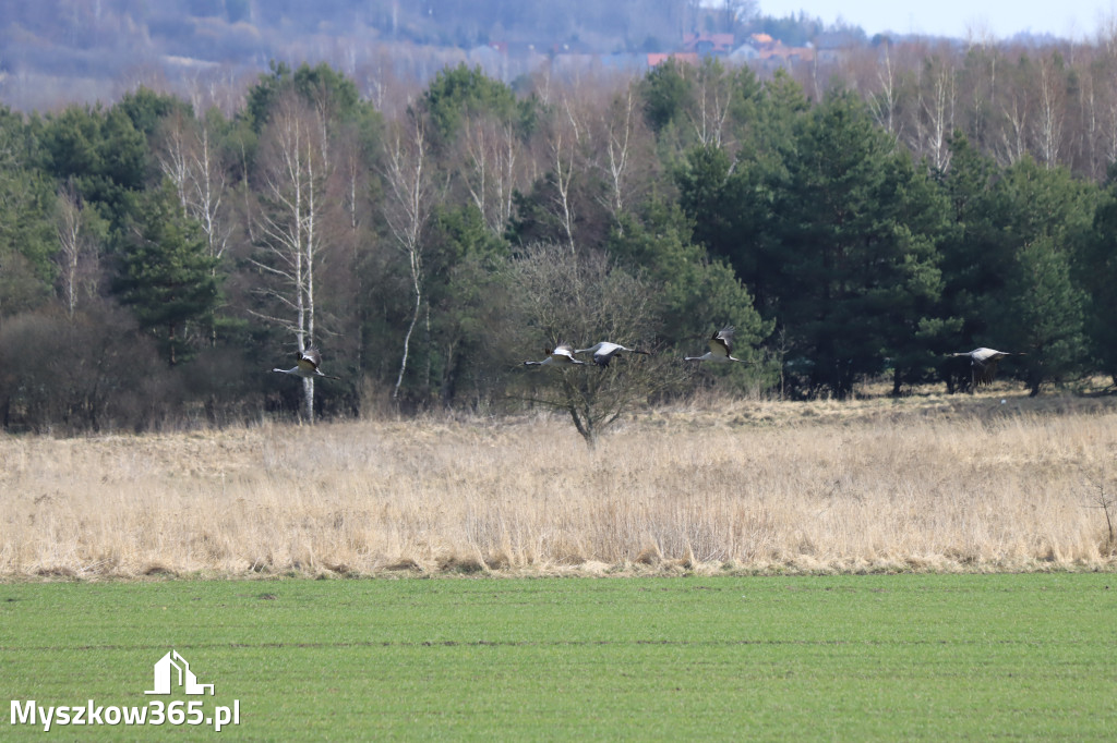 Fotorelacja - powiew wiosny w Myszkowie