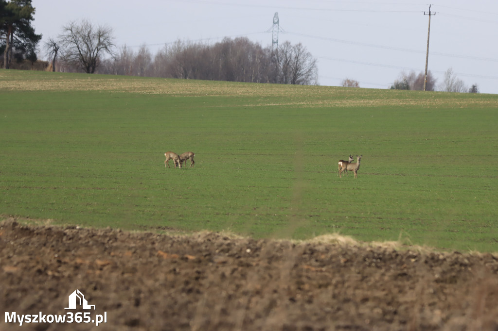 Fotorelacja - powiew wiosny w Myszkowie