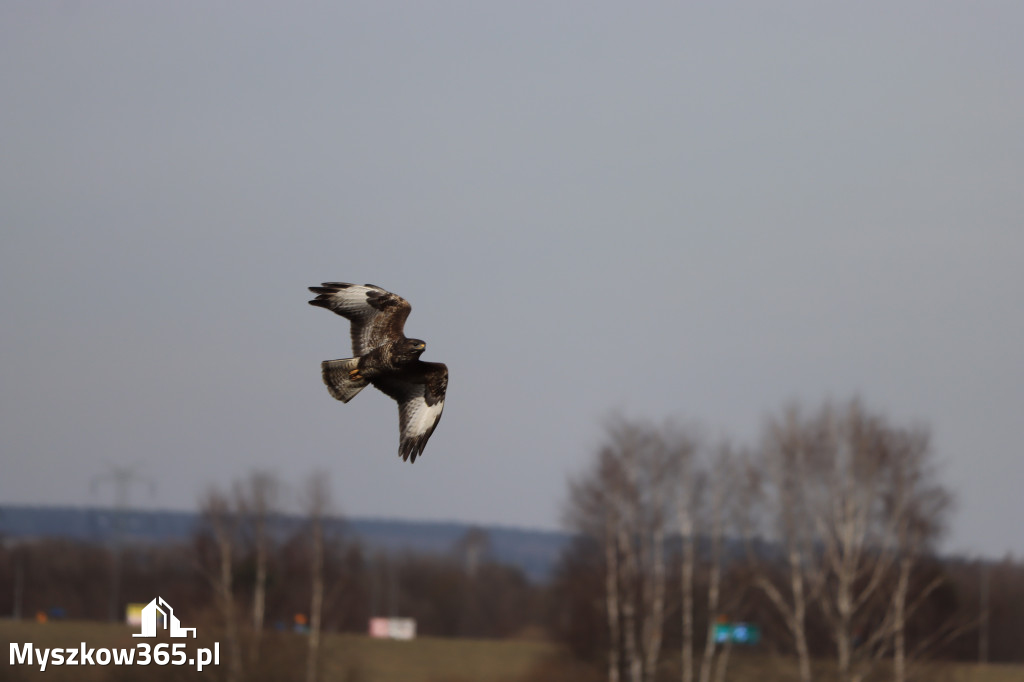 Fotorelacja - powiew wiosny w Myszkowie