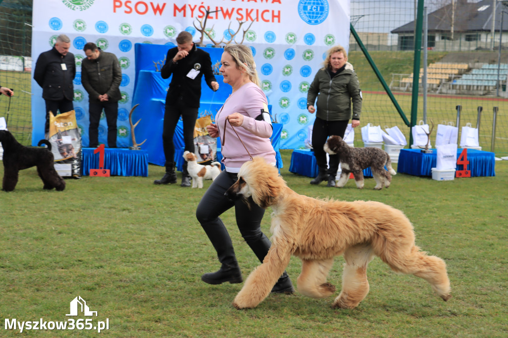 Krajowa Wystawa Psów Myśliwskich - Gniazdów g. Koziegłowy cz. 1