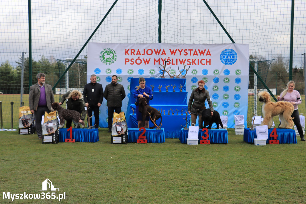 Krajowa Wystawa Psów Myśliwskich - Gniazdów g. Koziegłowy cz. 1