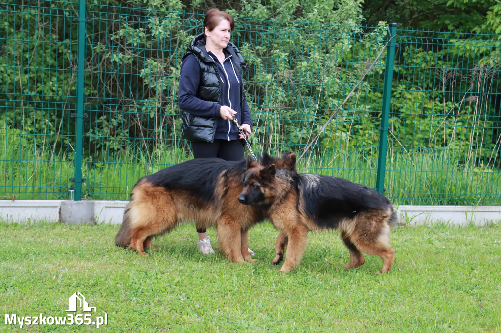 Wystawa Psów Myśliwskich Gniazdów Gmina Koziegłowy