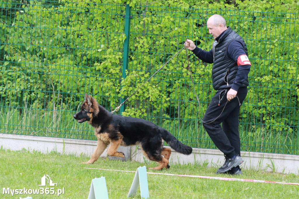 Wystawa Psów Myśliwskich Gniazdów Gmina Koziegłowy