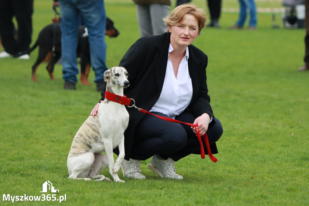 Wystawa Psów Myśliwskich Gniazdów Gmina Koziegłowy