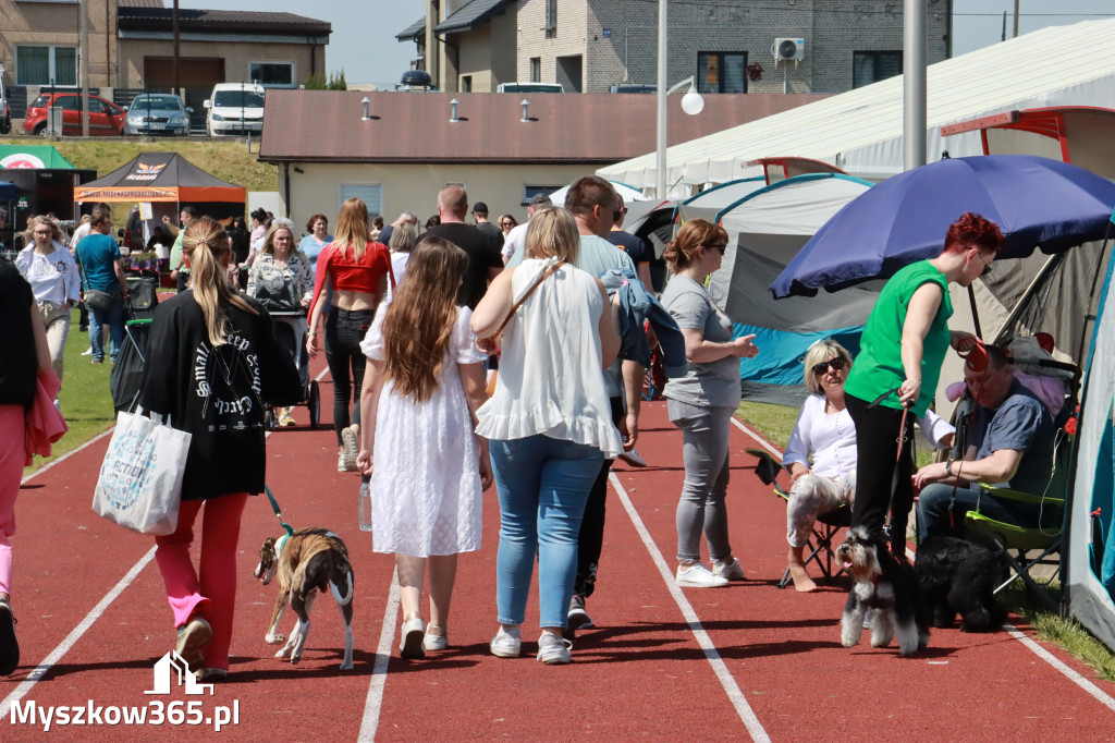 Fotorelacja - Wystawa Psów Rasowych GNIAZDÓW 2023r.