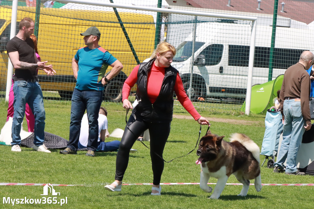 Fotorelacja - Wystawa Psów Rasowych GNIAZDÓW 2023r.