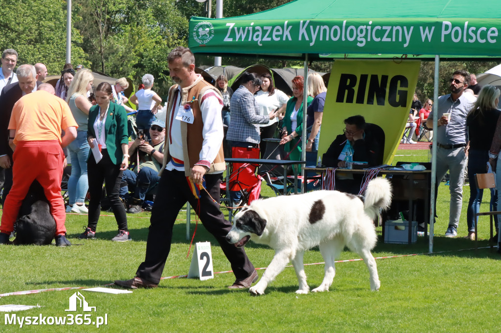 Fotorelacja - Wystawa Psów Rasowych GNIAZDÓW 2023r.