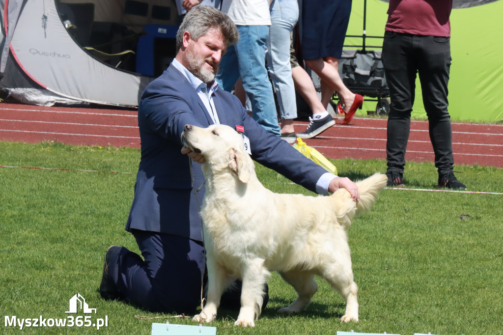 Fotorelacja - Wystawa Psów Rasowych GNIAZDÓW 2023r.