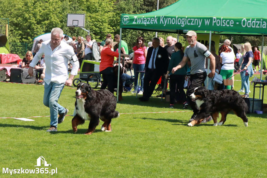 Fotorelacja - Wystawa Psów Rasowych GNIAZDÓW 2023r.