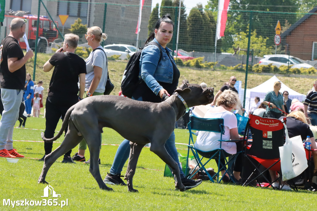 Fotorelacja - Wystawa Psów Rasowych GNIAZDÓW 2023r.