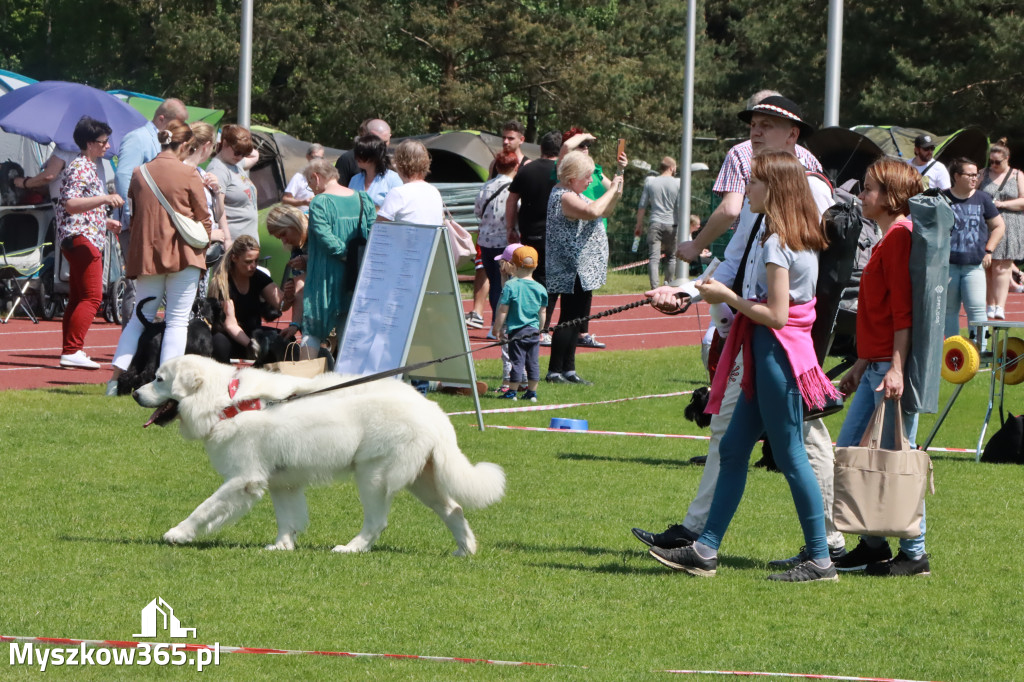 Fotorelacja - Wystawa Psów Rasowych GNIAZDÓW 2023r.