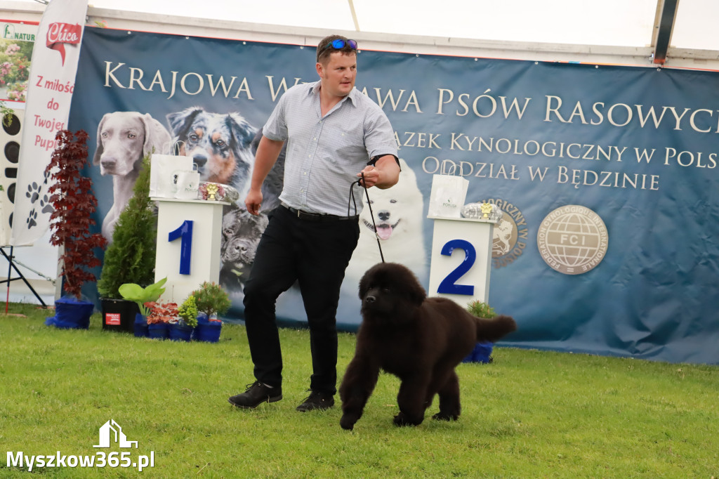 Wystawa Psów Rasowych w GNIAZDOWIE Konkurencje Finałowe