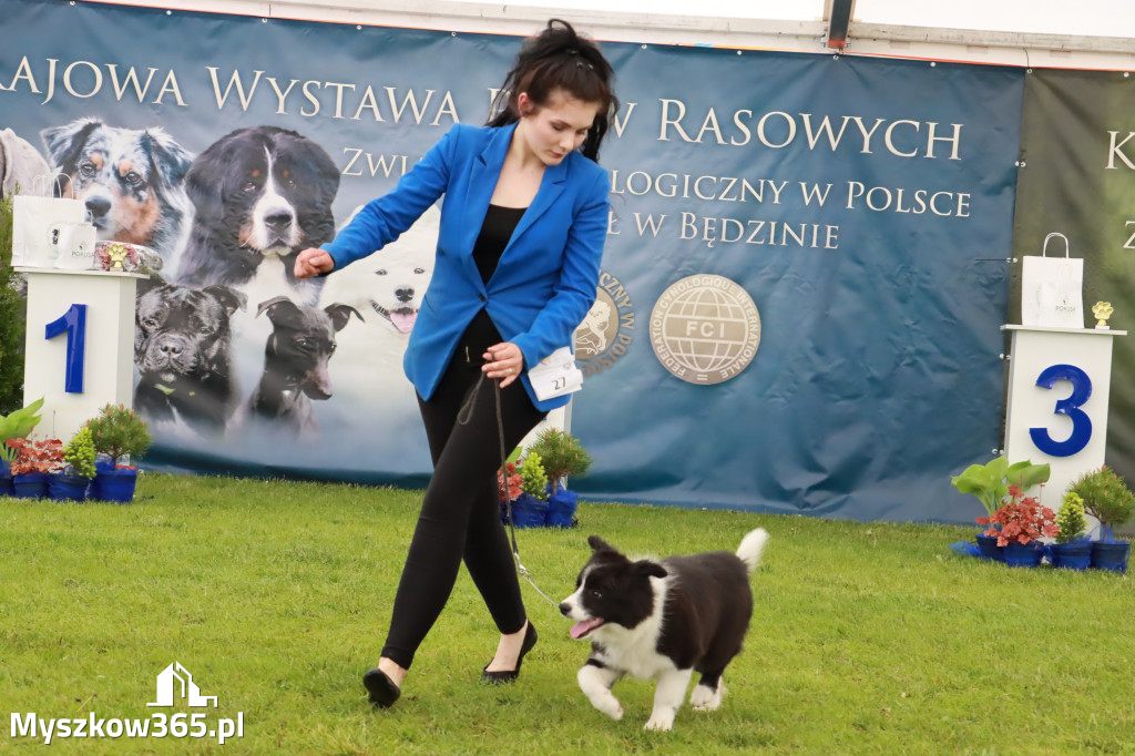 Wystawa Psów Rasowych w GNIAZDOWIE Konkurencje Finałowe