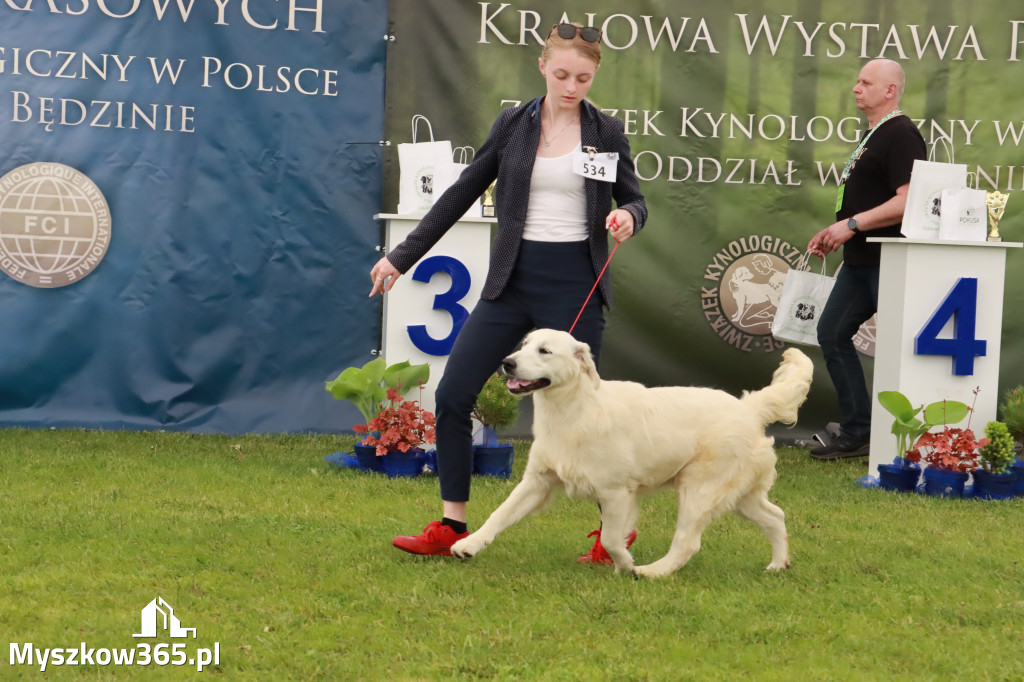 Wystawa Psów Rasowych w GNIAZDOWIE Konkurencje Finałowe