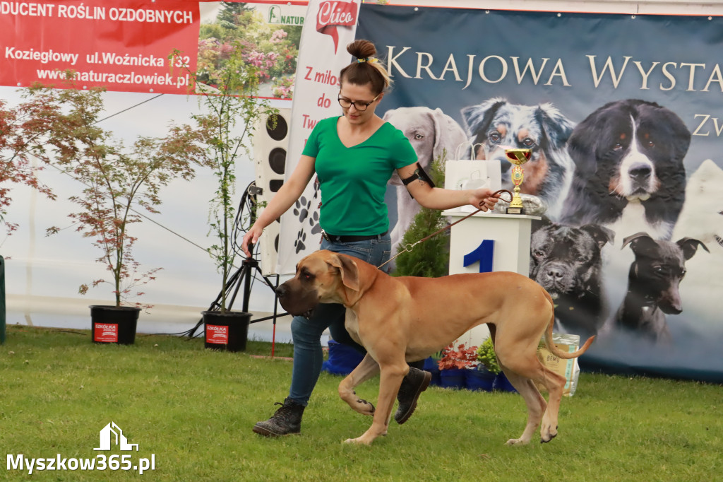 Wystawa Psów Rasowych w GNIAZDOWIE Konkurencje Finałowe