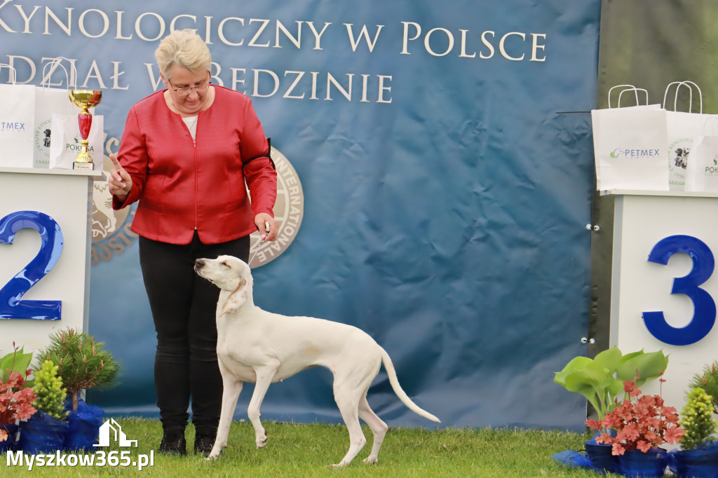 Wystawa Psów Rasowych w GNIAZDOWIE Konkurencje Finałowe