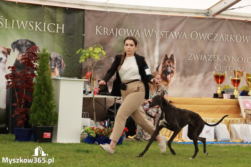 Wystawa Psów Rasowych w GNIAZDOWIE Konkurencje Finałowe