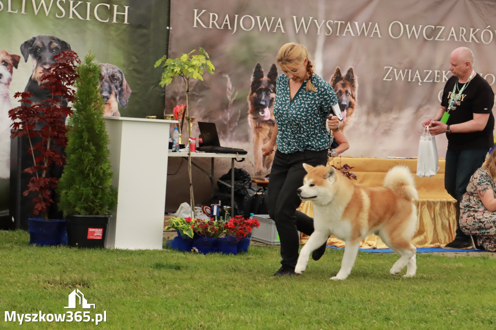 Wystawa Psów Rasowych w GNIAZDOWIE Konkurencje Finałowe