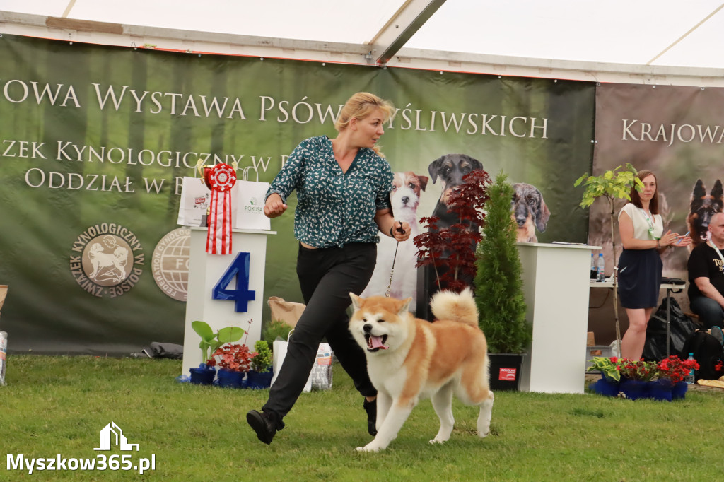 Wystawa Psów Rasowych w GNIAZDOWIE Konkurencje Finałowe