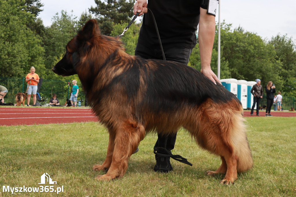 Fotorelacja - Wystawa Psów Rasowych GNIAZDÓW 2024r.