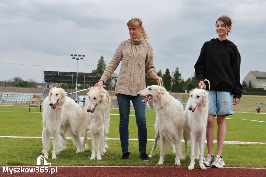 Fotorelacja - Wystawa Psów Rasowych GNIAZDÓW 2024r.