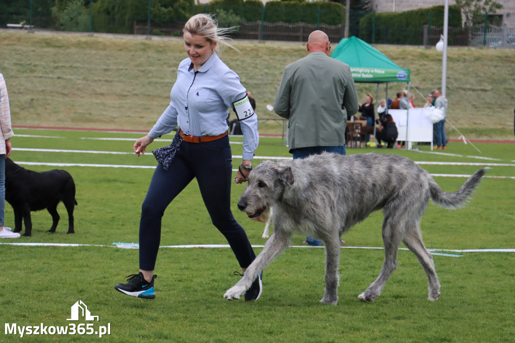 Fotorelacja - Wystawa Psów Rasowych GNIAZDÓW 2024r.