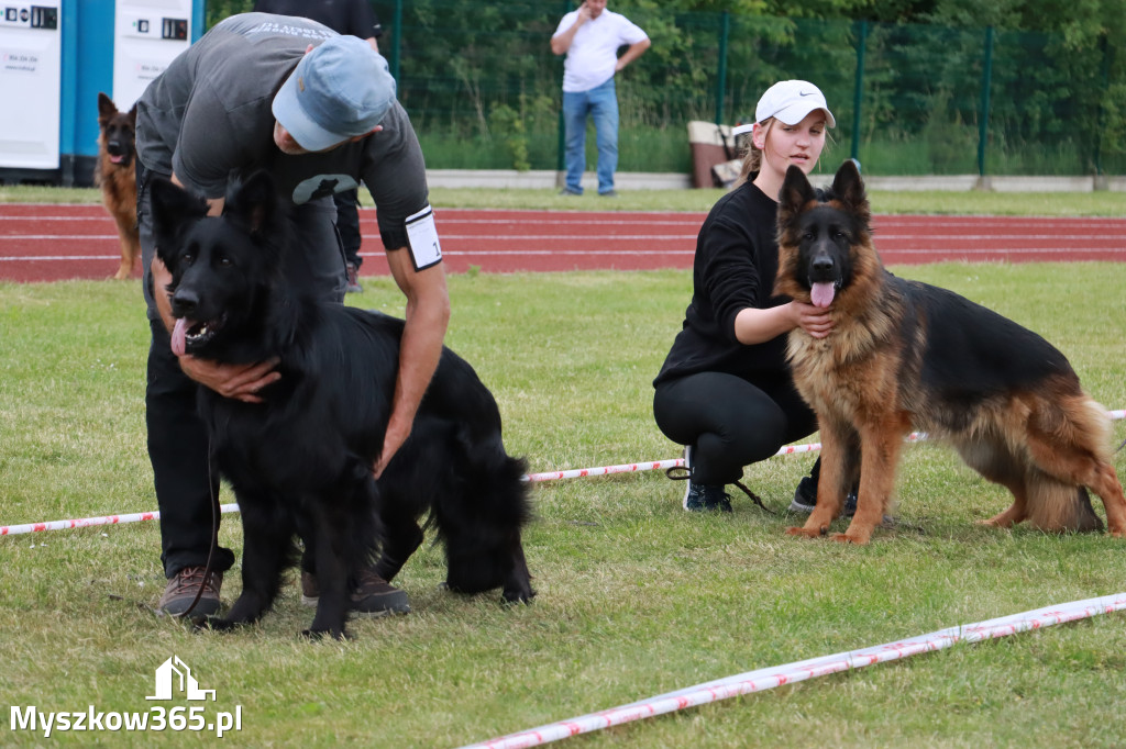 Fotorelacja - Wystawa Psów Rasowych GNIAZDÓW 2024r.