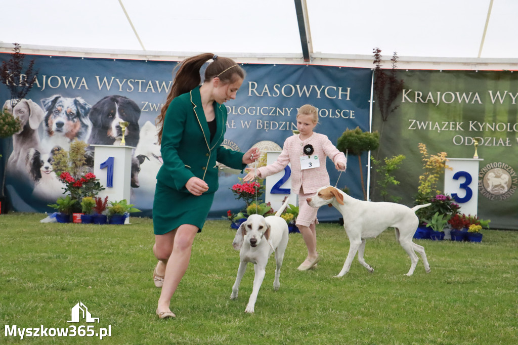 Fotorelacja - Wystawa Psów Rasowych GNIAZDÓW 2024r.