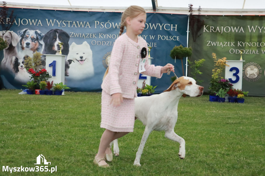 Fotorelacja - Wystawa Psów Rasowych GNIAZDÓW 2024r.