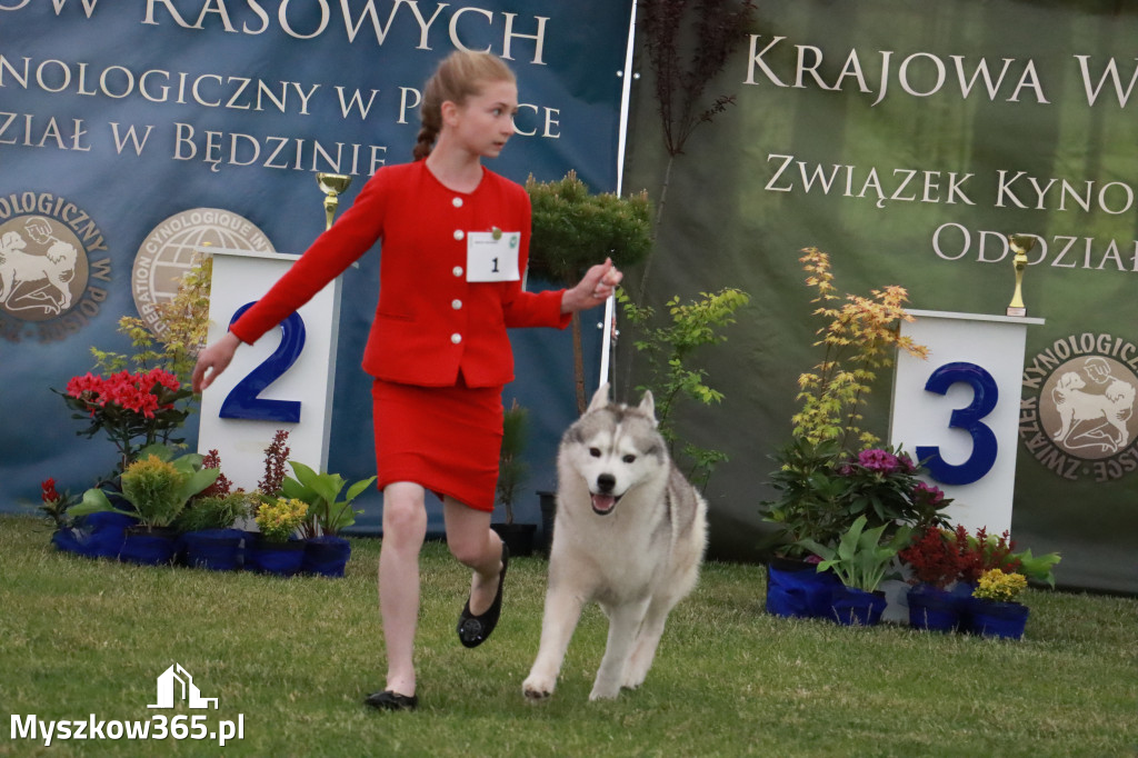 Fotorelacja - Wystawa Psów Rasowych GNIAZDÓW 2024r.