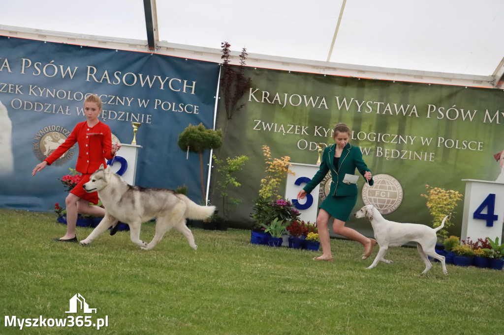 Fotorelacja - Wystawa Psów Rasowych GNIAZDÓW 2024r.