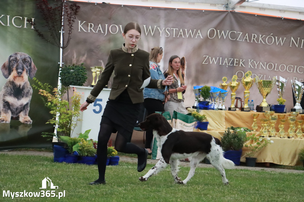 Fotorelacja - Wystawa Psów Rasowych GNIAZDÓW 2024r.