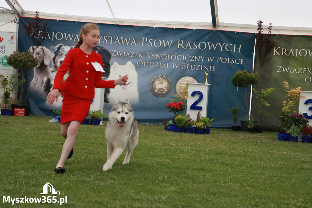 Fotorelacja - Wystawa Psów Rasowych GNIAZDÓW 2024r.